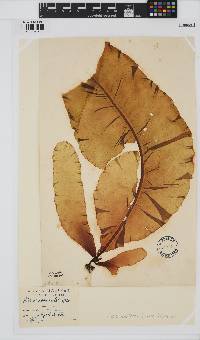 Alaria esculenta image