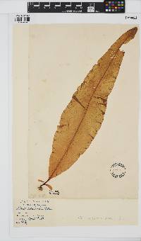 Alaria esculenta image