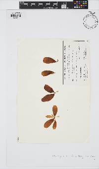 Adenocystis utricularis image
