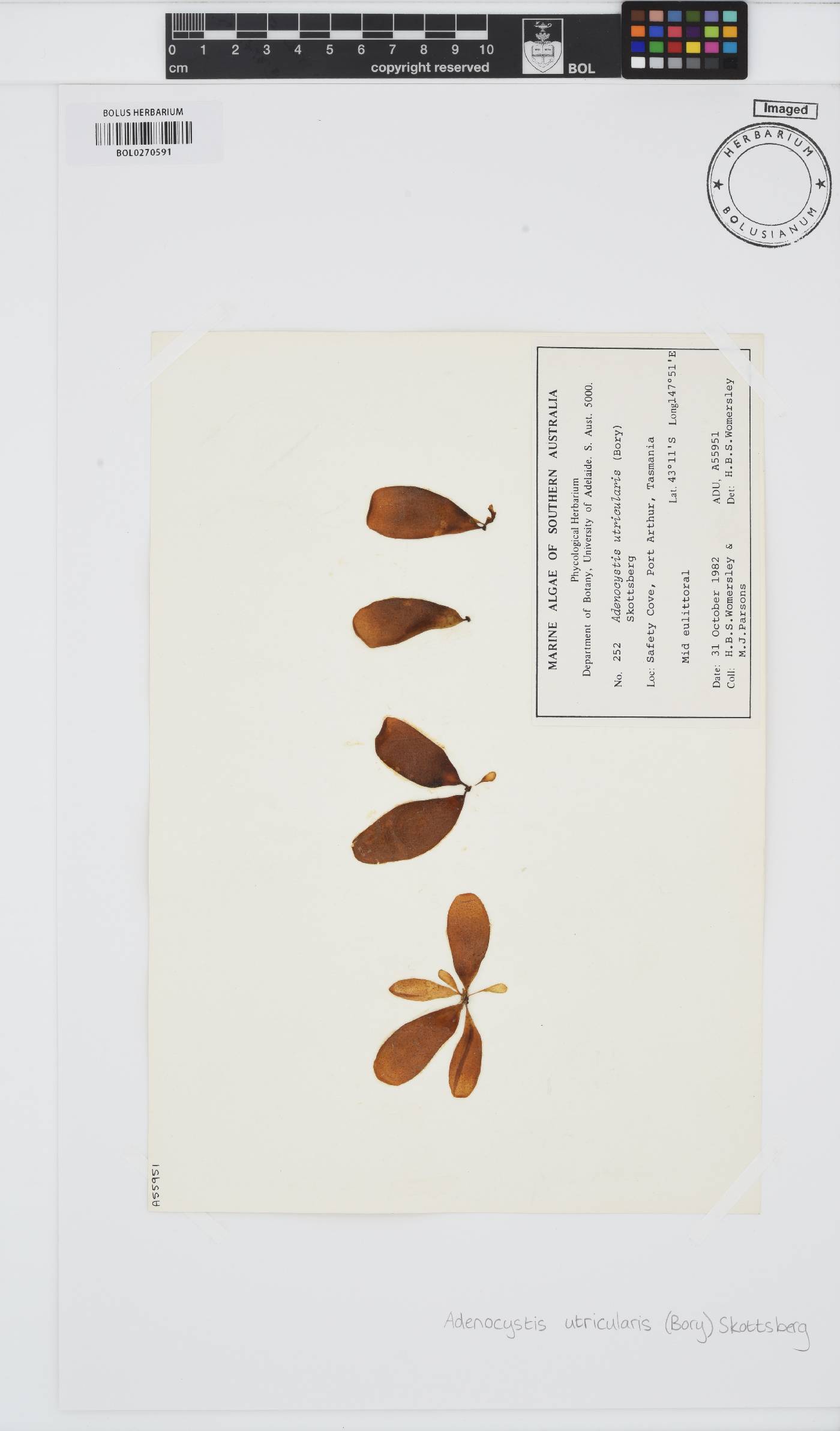 Adenocystis utricularis image