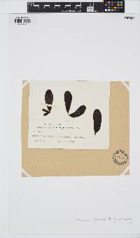 Adenocystis utricularis image