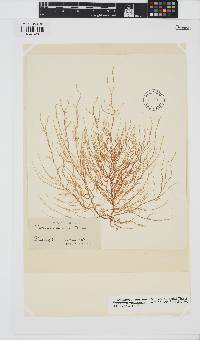 Eudesme virescens image