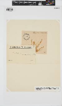 Eudesme virescens image