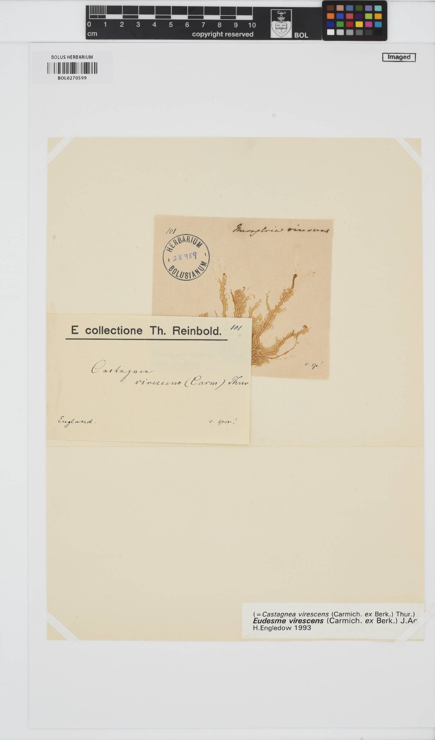 Eudesme virescens image