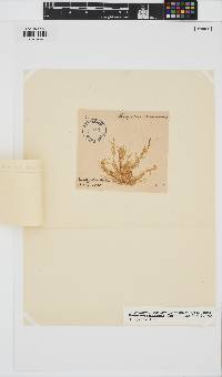Eudesme virescens image