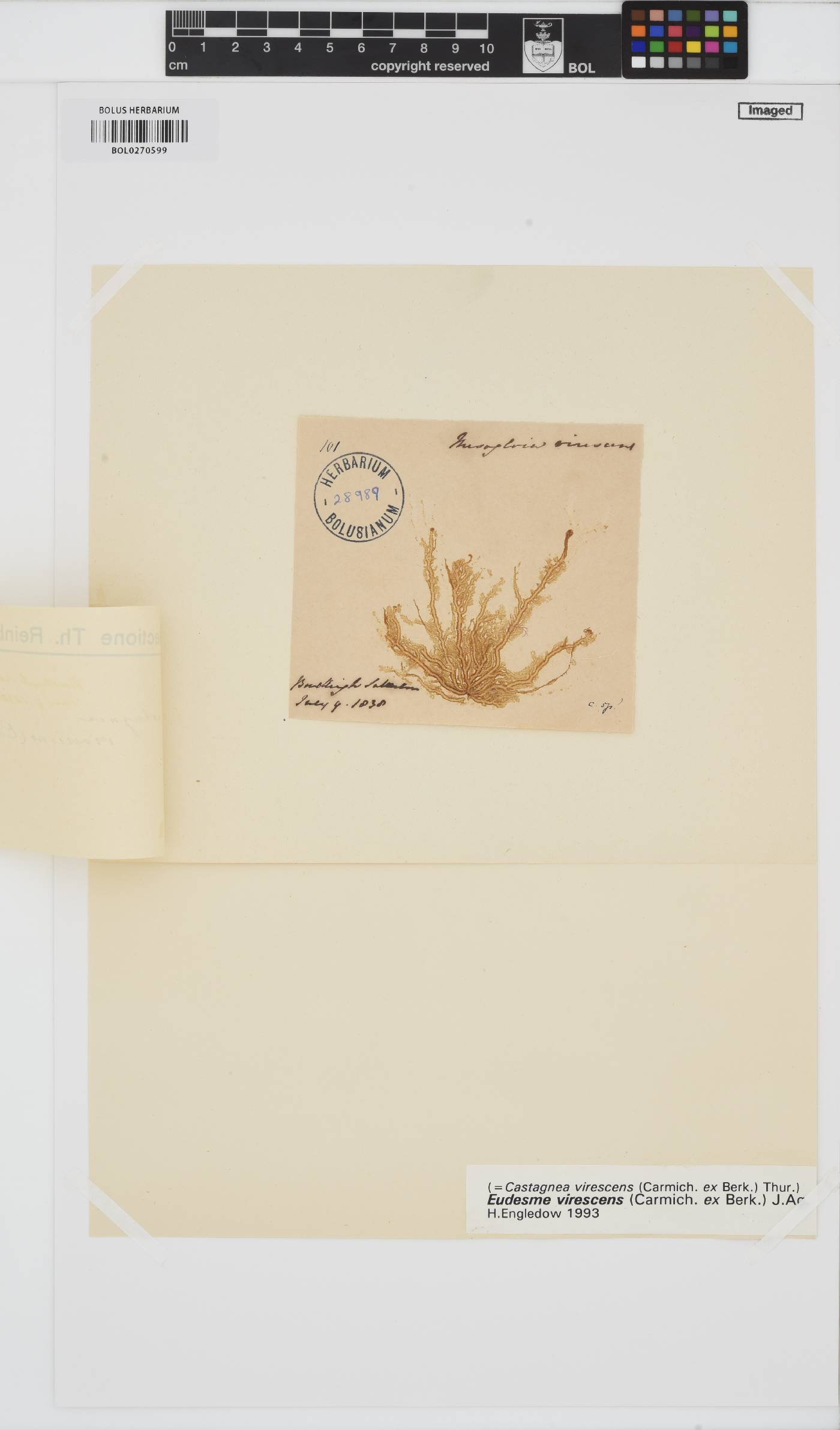 Eudesme virescens image