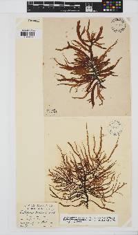 Eudesme virescens image