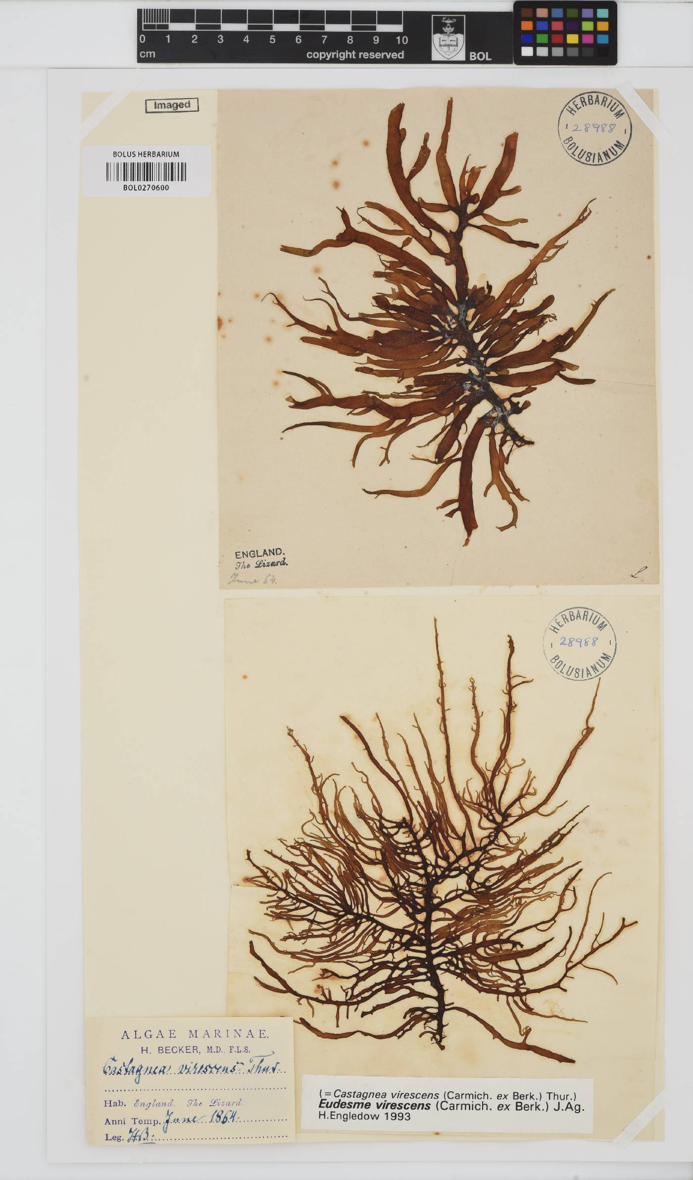 Eudesme virescens image