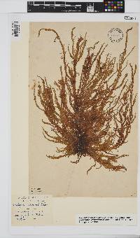 Eudesme virescens image