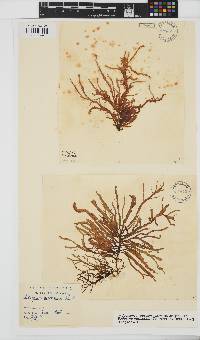 Eudesme virescens image