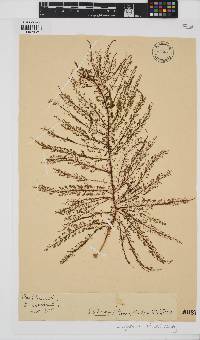 Image of Encyothalia cliftonii
