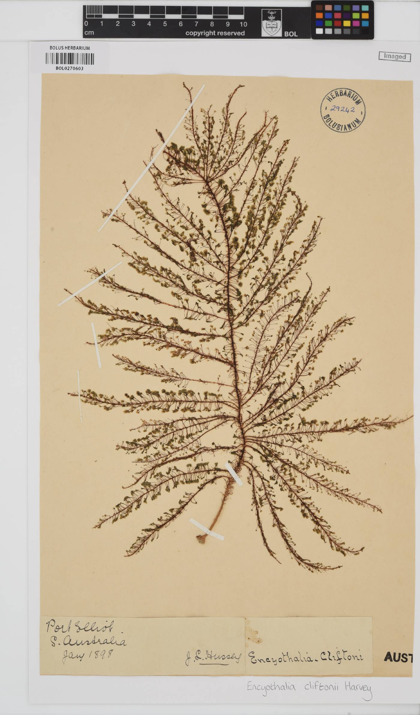 Encyothalia cliftonii image