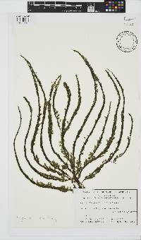 Encyothalia cliftonii image