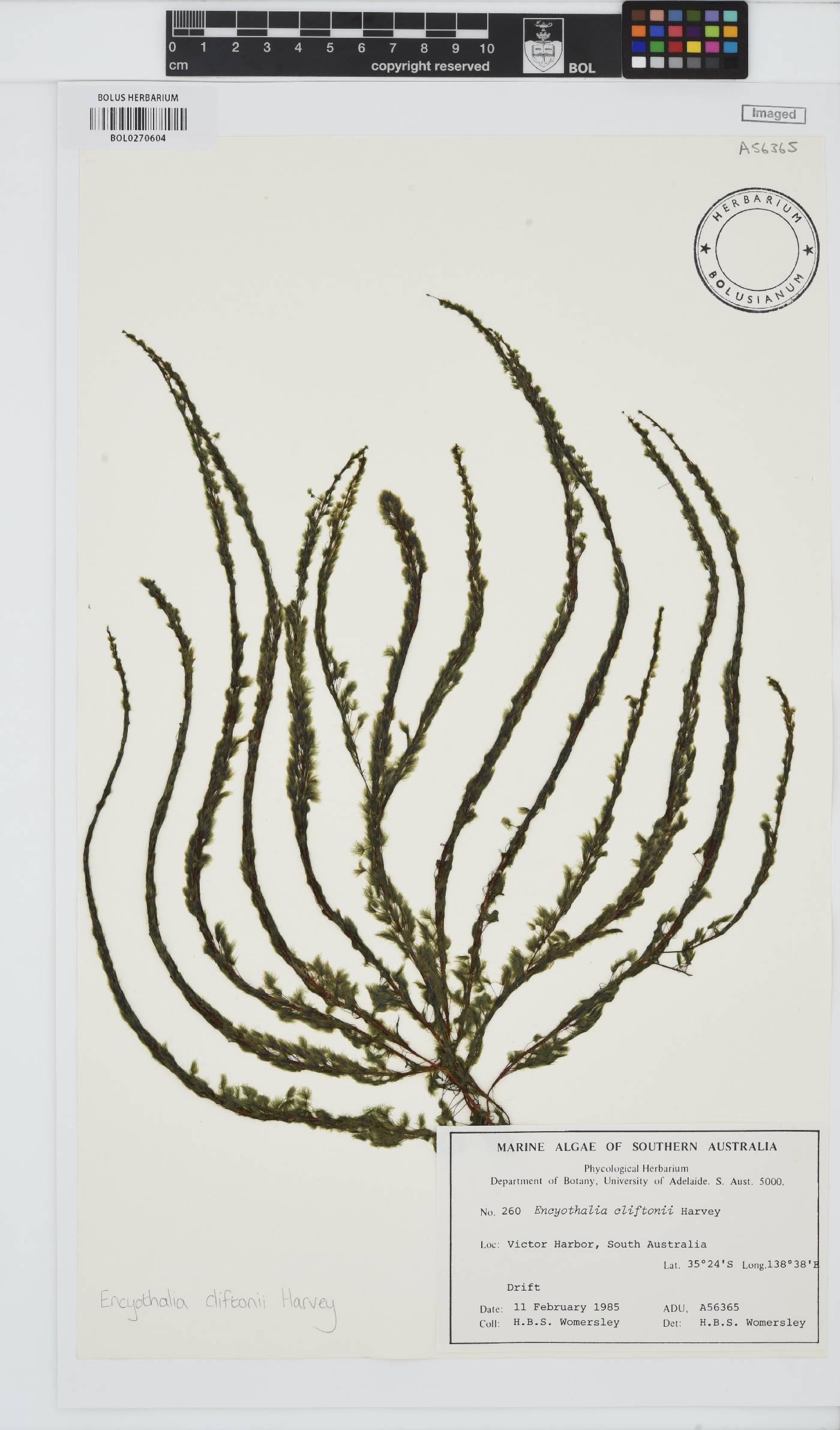 Encyothalia cliftonii image