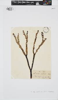 Elachista scutulata image