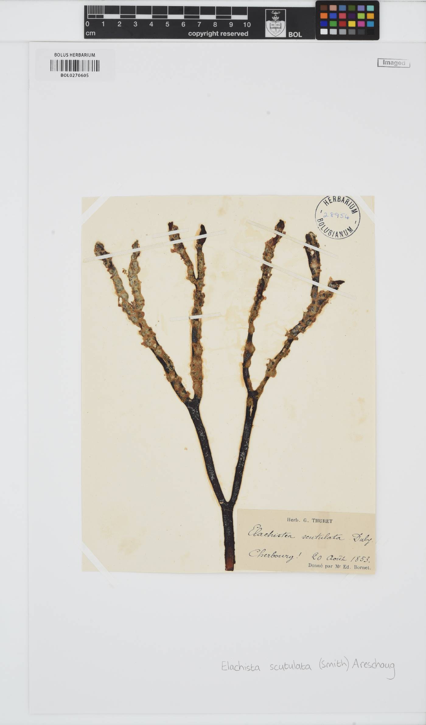 Elachista scutulata image
