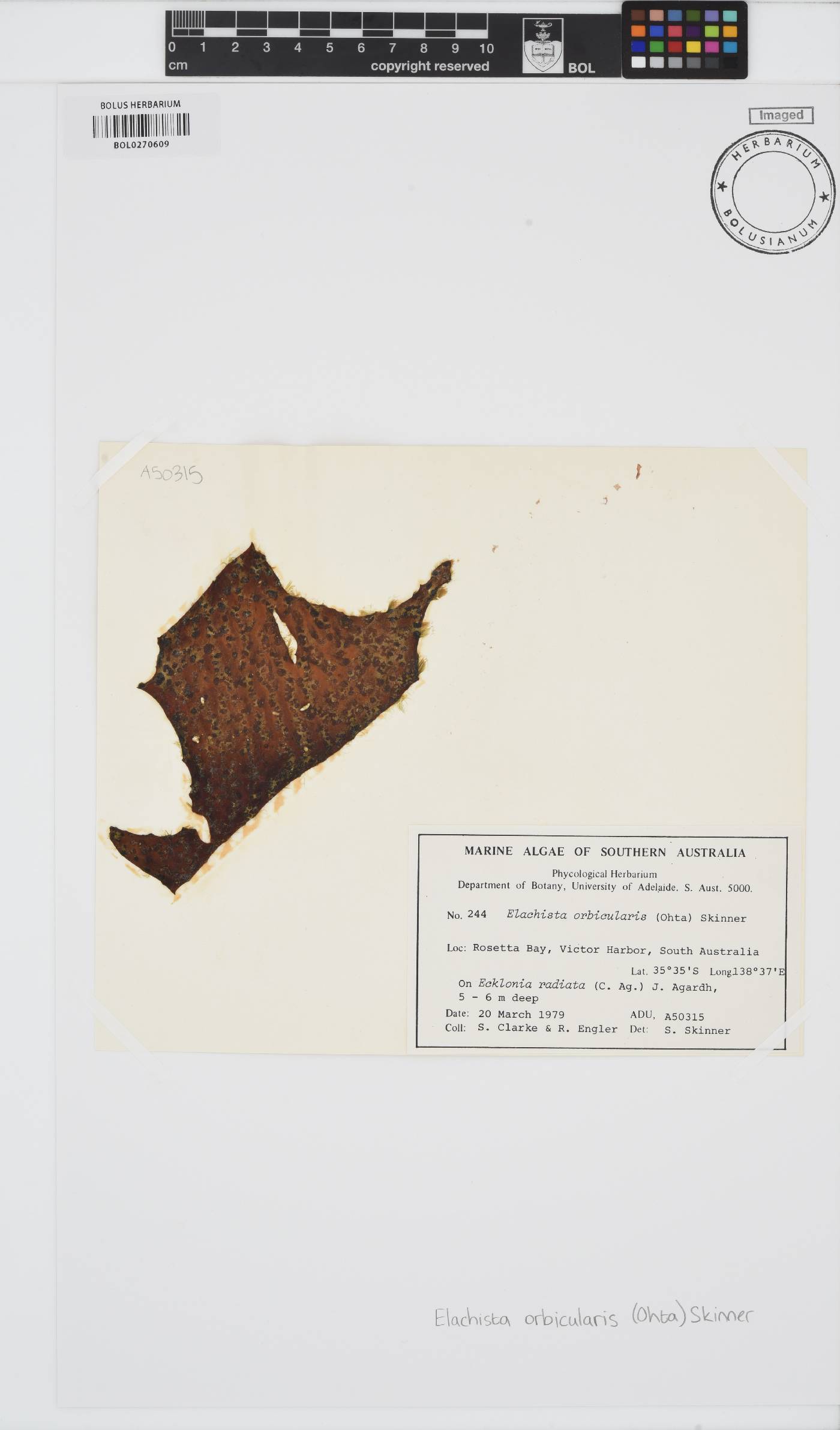 Elachista nigra image