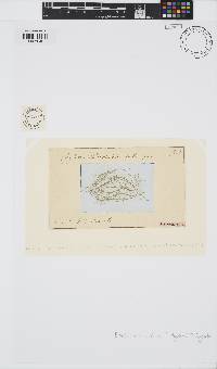 Image of Elachista globulosa