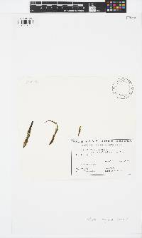 Image of Elachista claytoniae