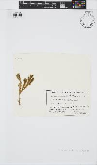 Elachista australis image