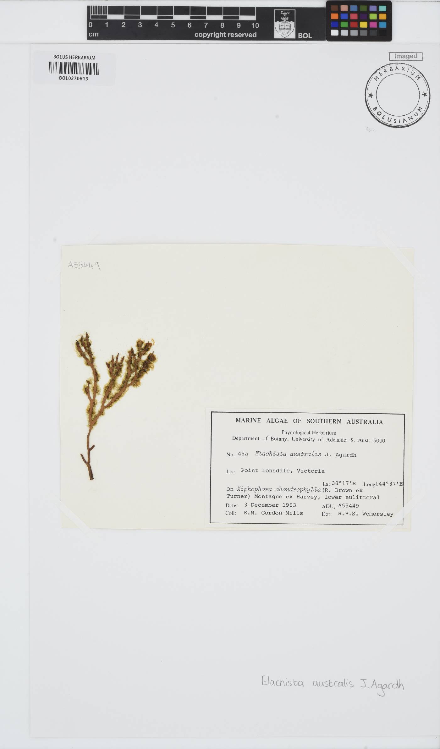 Elachista australis image