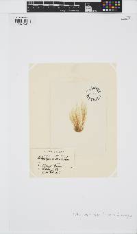 Feldmannia mitchelliae image