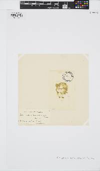 Laminariocolax tomentosoides image