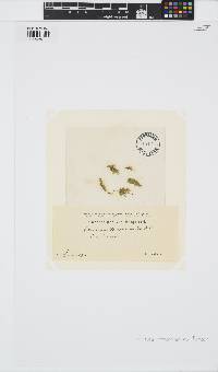 Laminariocolax tomentosoides image