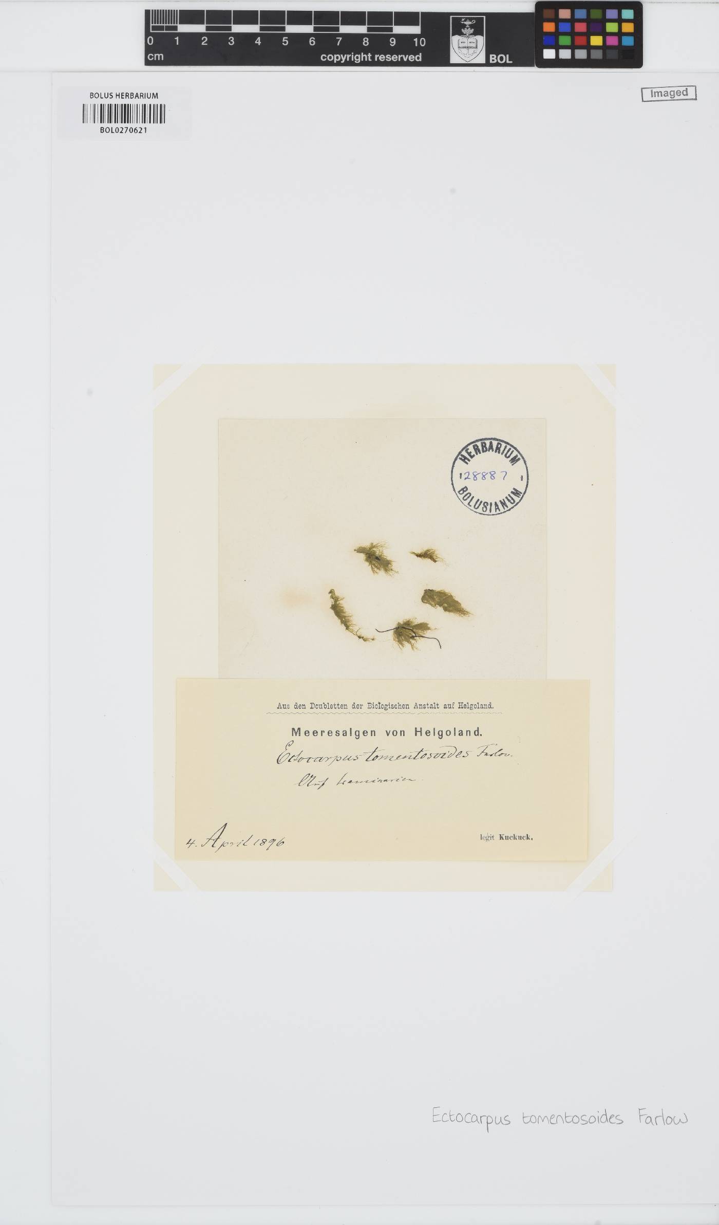 Laminariocolax tomentosoides image