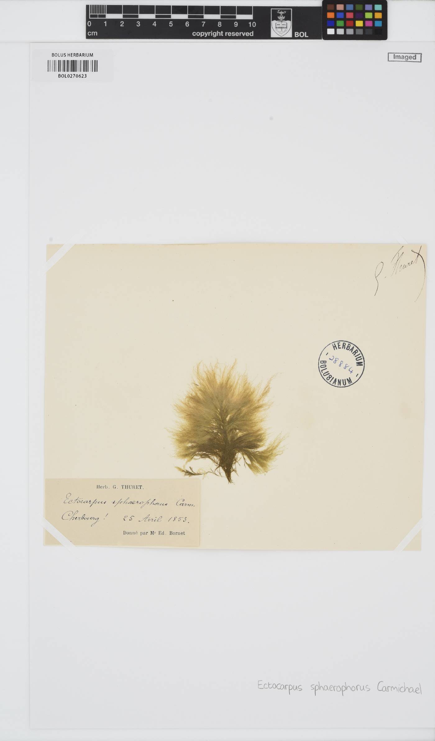 Isthmoplea sphaerophora image