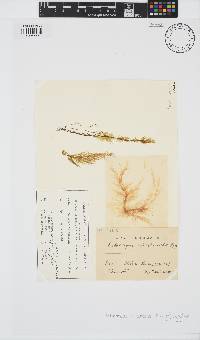 Ectocarpus siliculosus image