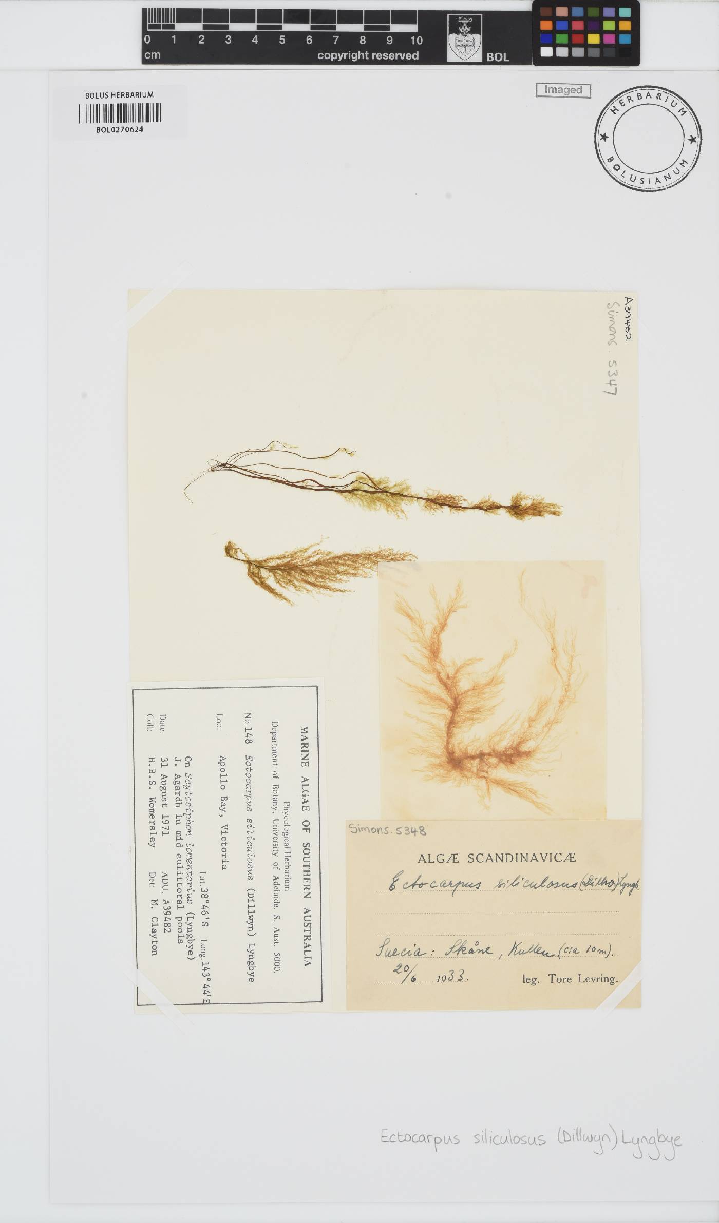 Ectocarpus image