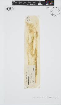 Ectocarpus siliculosus image