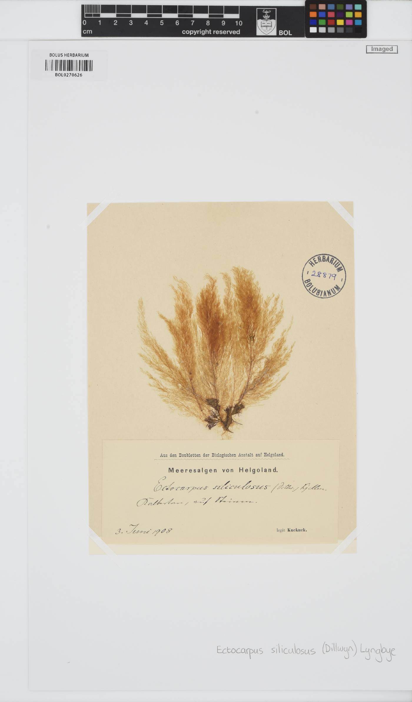 Ectocarpus siliculosus image