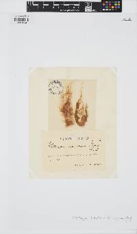 Ectocarpus siliculosus image