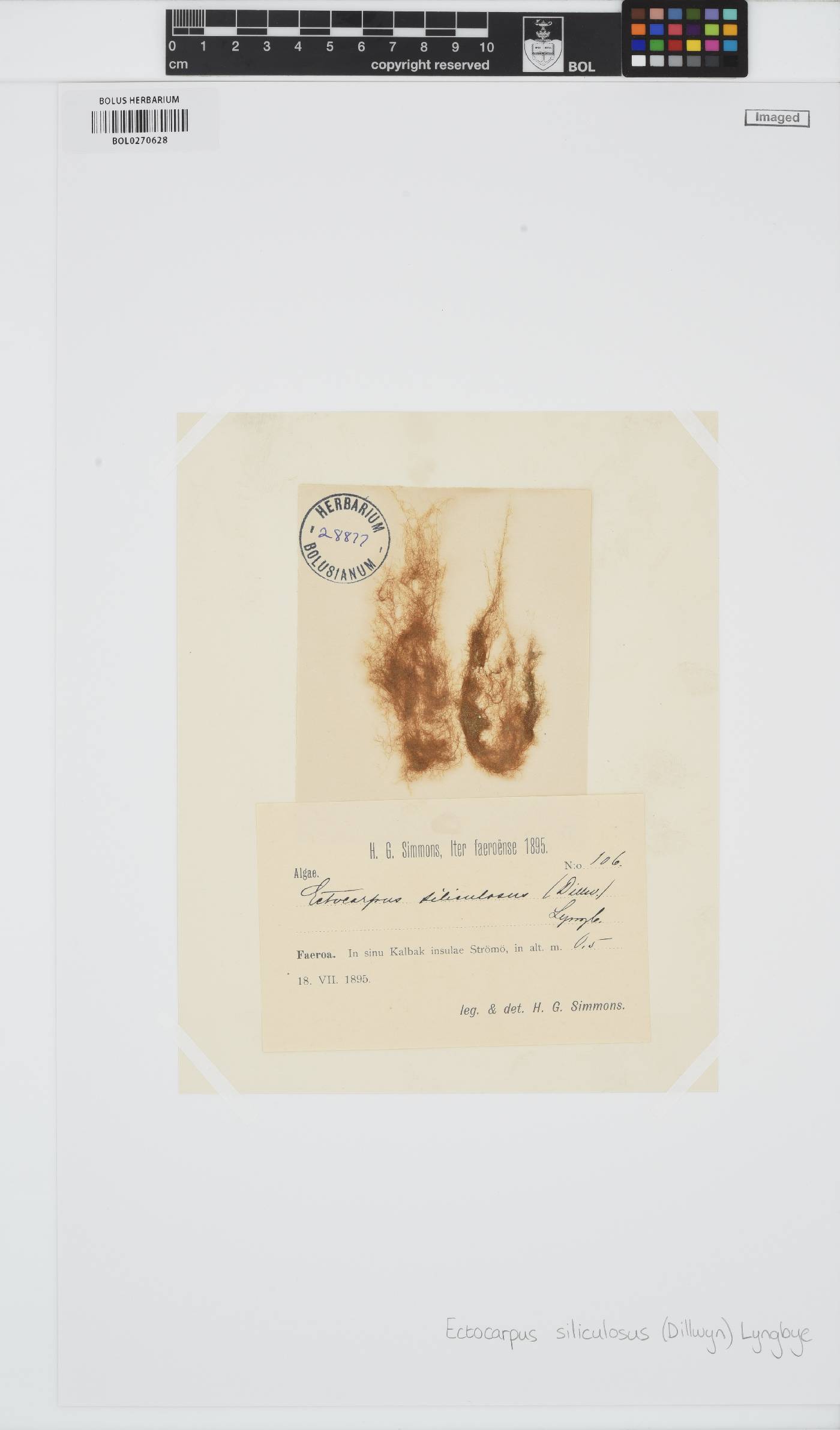 Ectocarpus siliculosus image