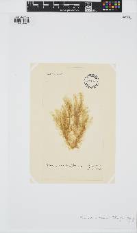 Ectocarpus siliculosus image
