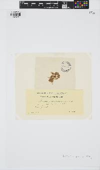 Acinetospora crinita image