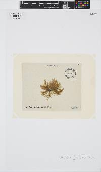 Image of Ectocarpus glomeratus