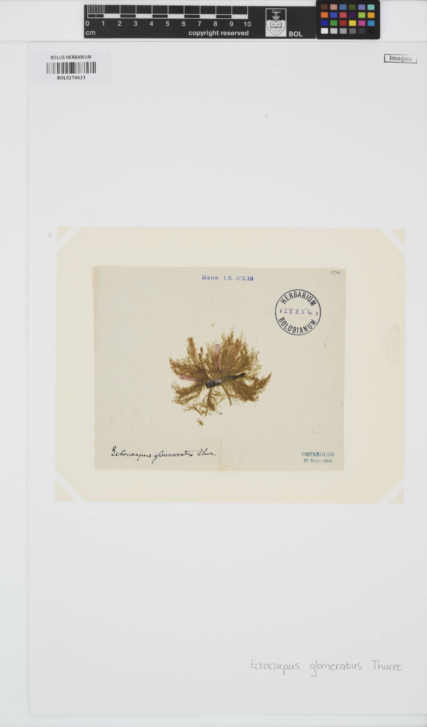Ectocarpus glomeratus image