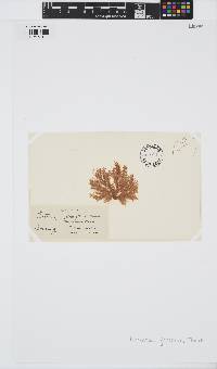 Ectocarpus glomeratus image