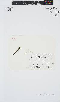 Ectocarpus fasciculatus image
