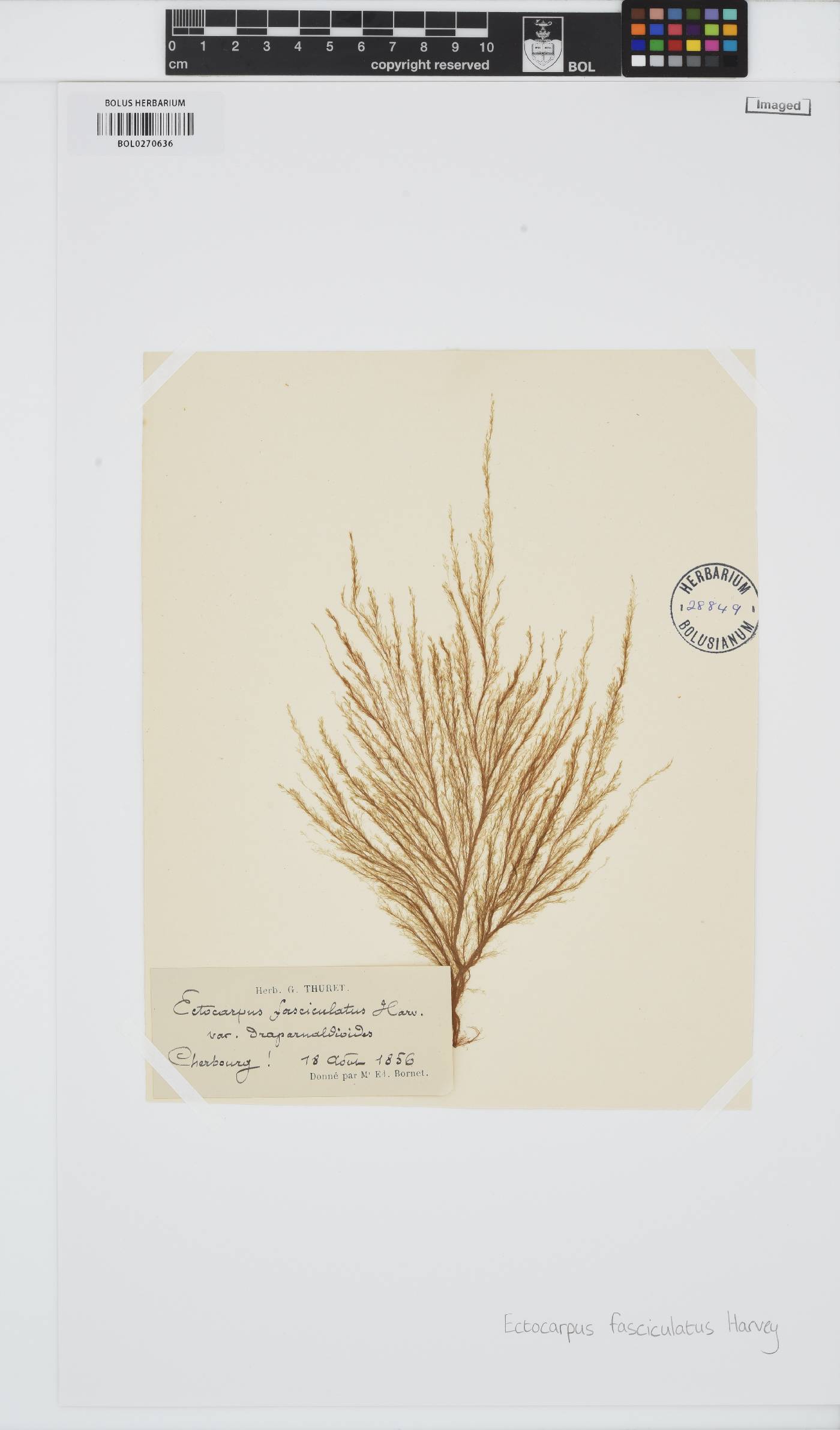 Ectocarpus fasciculatus image