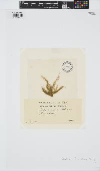 Ectocarpus fasciculatus image