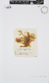 Ectocarpus confervoides image