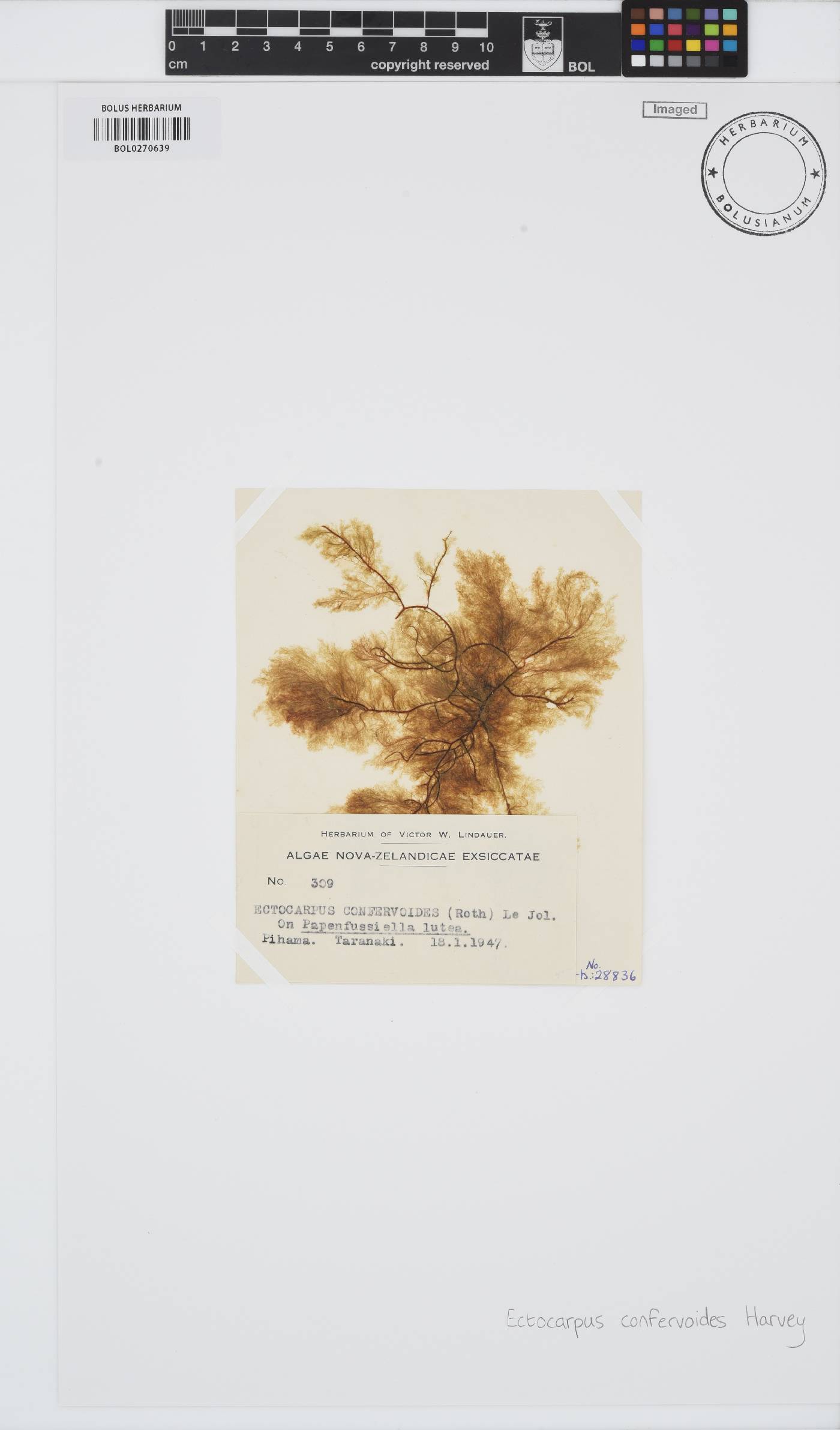 Ectocarpus confervoides image