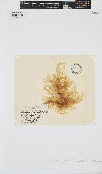 Ectocarpus siliculosus image