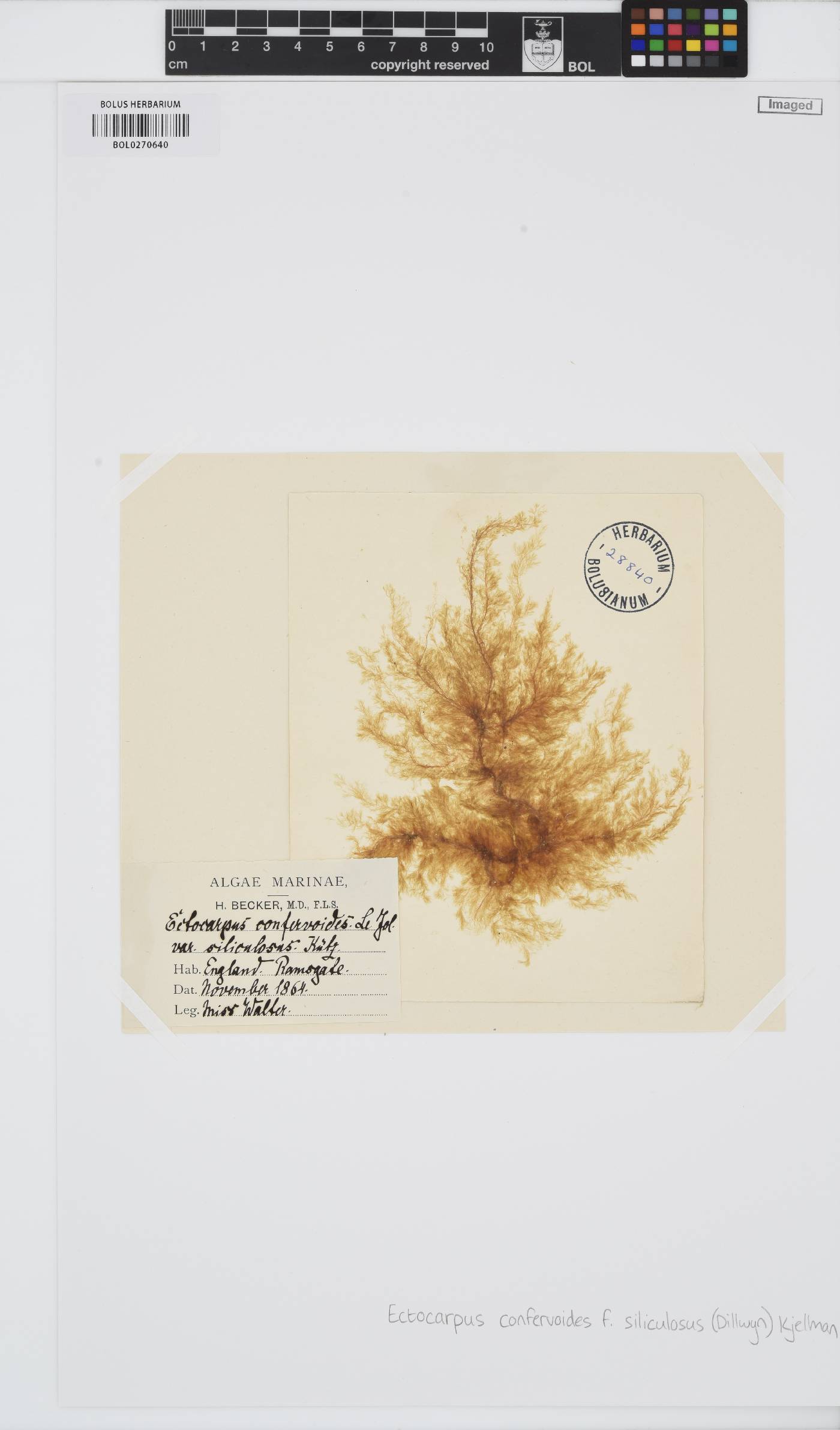 Ectocarpus siliculosus image