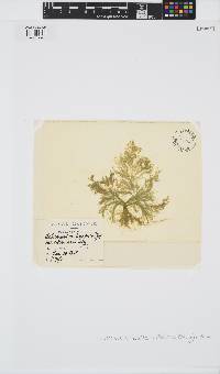 Ectocarpus siliculosus image