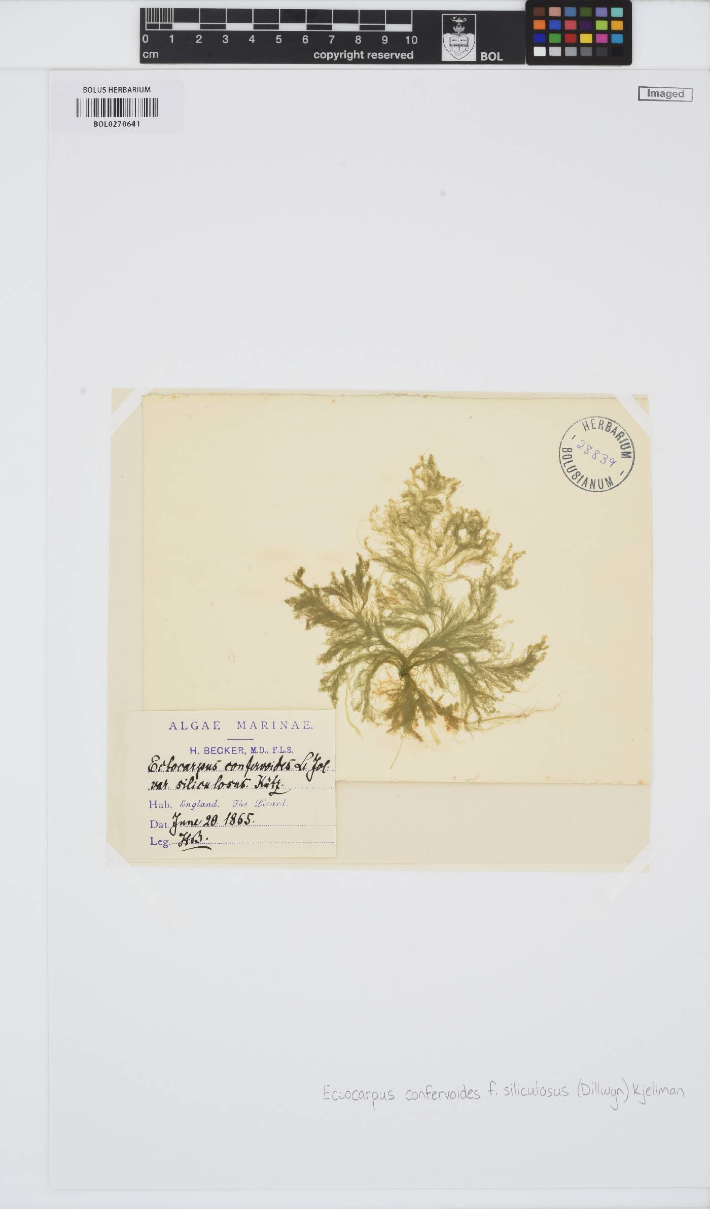 Ectocarpus siliculosus image